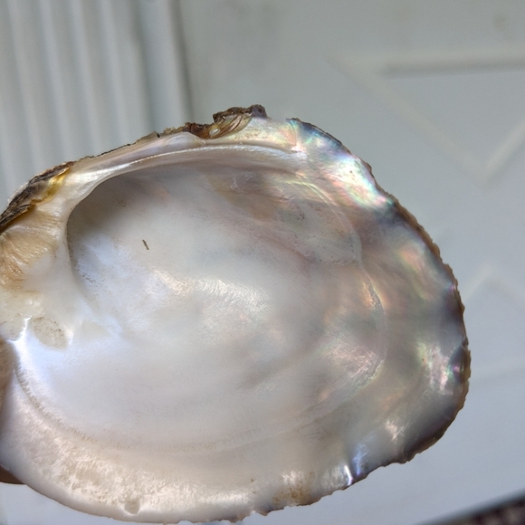 Pink Mussel Shells-Bundle- 6 Shells - Picture 3 of 9